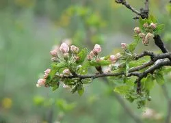 De ce măr nu floare și fructe (fructe) De ce măr nu înflorească și să poarte fructe