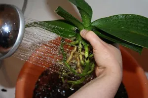 De ce frunzele incep sa se ofileasca orhidee cauze frunze flasca, ce să facă pentru a recupera, (orhidee) De ce frunzele incep sa se ofileasca orhidee cauze frunze flasca, ce să facă pentru a recupera,