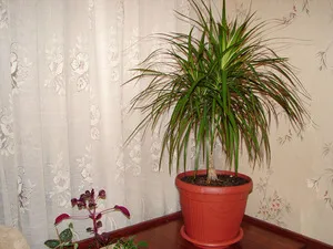 De ce Dracaena poate usca vârfurile frunzelor se ingalbenesc, precum și motivele care fac de ingrijire la domiciliu (uscată) De ce Dracaena poate usca vârfurile frunzelor se ingalbenesc, precum și motivele care fac de ingrijire la domiciliu