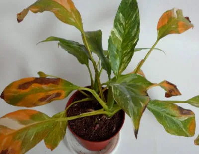 De ce frunze uscate de ghivece cu plante (Dracaena, geranium)