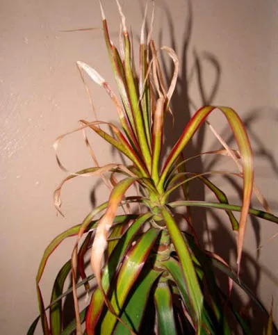 De ce frunze uscate de ghivece cu plante (Dracaena, geranium)