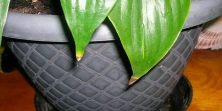 De ce sfaturi uscate ale frunzelor în sfaturi kopilochku Plante de casa