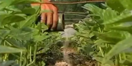 Fertilizarea remedii populare castravete (pansament) Fertilizarea castraveți remedii populare