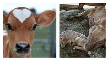 Pregătirea pentru naștere câte zile vaca poartă un vițel (maternitate) Pregătirea pentru a lăsa mai multe zile cultivarea de vițel de vacă