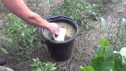 Fertilizarea in aer liber de sfeclă remedii populare (dressing) Fertilizarea sfecla în teren deschis de atac folk