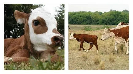 Pregătirea pentru naștere câte zile vaca poartă un vițel (zile) Pregătirea pentru a lăsa mai multe zile cultivarea de vițel de vacă