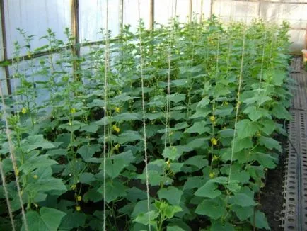 Fertilizarea remedii populare castravete (pansament) Fertilizarea castraveți remedii populare