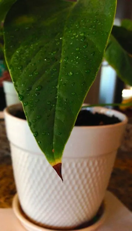 De ce sfaturi uscate ale frunzelor în sfaturi kopilochku Plante de casa