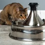 Fântână castron pentru pisici - automata - cum de a alege orașul pisicilor (ca selectat) Fântână castron pentru pisici - automata - cum de a alege orașul pisicilor
