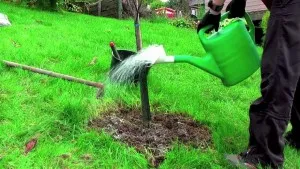 Udarea de mere video de vară recomandările experților