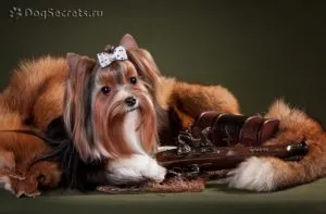 Rasa câini de talie mică, cu fotografii