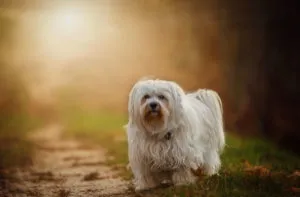 Rasa câini de talie mică, cu fotografii
