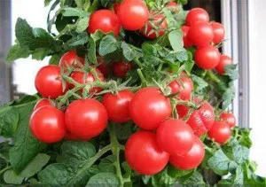 Tomate pe soiurile pervaz, cultivarea și întreținerea