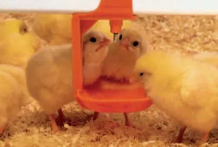 Bautor de pui cu mâinile lor de instrucțiuni de un producător sticla de plastic de