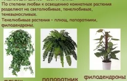 Plantarea de plante de apartament
