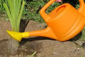 plantare și îngrijire de daylilies în câmp deschis