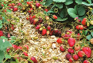 de plantare de căpșuni - cheia pentru o recoltă bună, video (capsuni) de plantare de căpșuni - cheia pentru o recoltă bună, video
