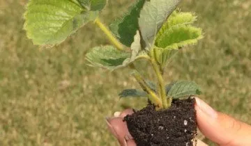plantare reguli, tehnici si secrete despre cum să planteze căpșuni (căpșuni) plantarea de reguli, tehnici si secrete despre cum să planteze căpșuni