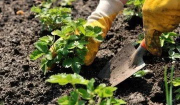 plantare reguli, tehnici și secretele cum să planteze căpșuni (metode) plantarea de reguli, tehnici si secrete despre cum să planteze căpșuni