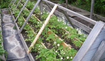 plantare reguli, tehnici si secrete despre cum să planteze căpșuni (căpșuni) plantarea de reguli, tehnici si secrete despre cum să planteze căpșuni
