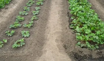 plantare reguli, tehnici și secretele cum să planteze căpșuni (metode) plantarea de reguli, tehnici si secrete despre cum să planteze căpșuni