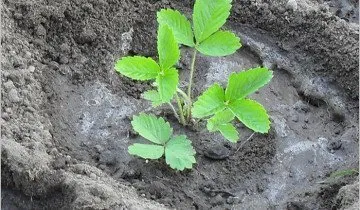 plantare reguli, tehnici și secretele cum să planteze căpșuni (metode) plantarea de reguli, tehnici si secrete despre cum să planteze căpșuni