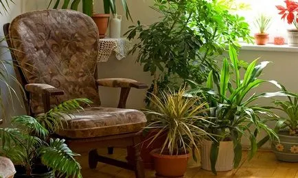 Plantarea de plante de apartament