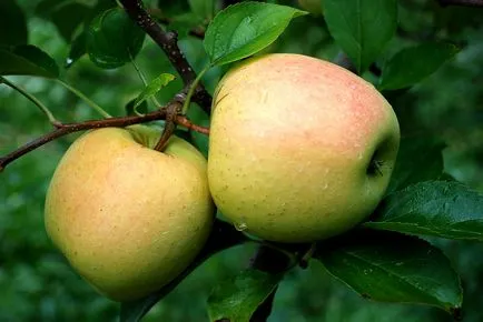 copaci altoire pas cu pas fotografii (arbori) copaci altoire pas cu pas fotografie
