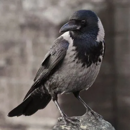 despre ciori - semne care prezice cu pene negre (Raven) Semne despre ciori - care prezice cu pene negre
