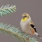 scatiu Bird (55 poze) conținutul de păsări cântătoare la domiciliu, arata ca