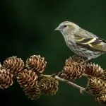 scatiu Bird (55 poze) conținutul de păsări cântătoare la domiciliu, arata ca
