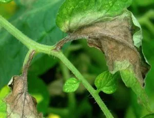 Petele de pe frunzele de tomate în tomate negru bacteriene, galben a apărut în răsaduri sunt acoperite de (spot) Petele de pe frunzele de tomate în tomate negru bacteriene, galben a apărut în răsaduri sunt acoperite