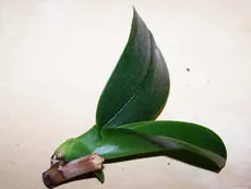 Propagarea Phalaenopsis la domiciliu - flori de interior și plante (condiții) Propagarea Phalaenopsis la domiciliu - flori și plante de interior