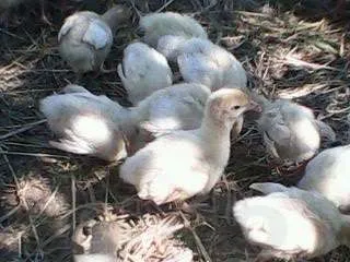Ameliorarea și îngrijirea curcanilor la domiciliu (ca curcani de reproducție) Ameliorarea și îngrijirea curcanilor la domiciliu
