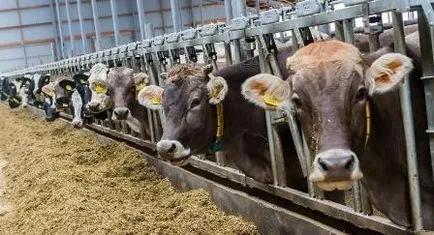 vaci de reproducție la domiciliu și la fermă, planul de afaceri, profitul