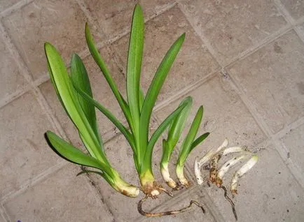 de îngrijire a plantelor Clivia (foto), în casa