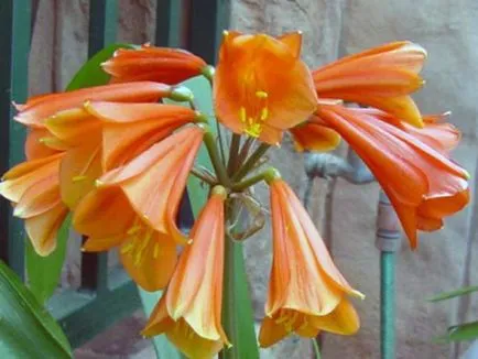de îngrijire a plantelor Clivia (foto), în casa