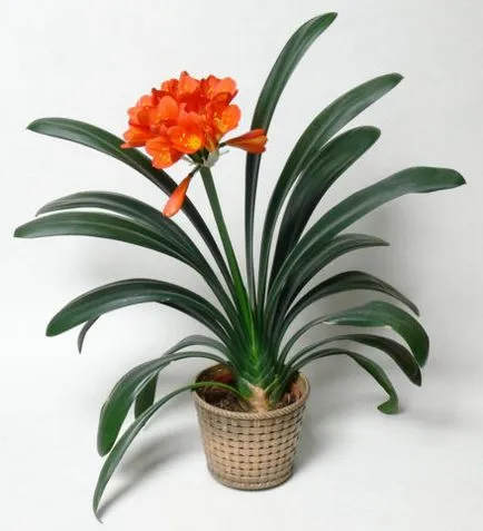 de îngrijire a plantelor Clivia (foto), în casa
