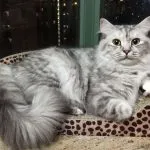 fotografie pisică Ragdoll, video, despre rasa, caracterul, sănătatea