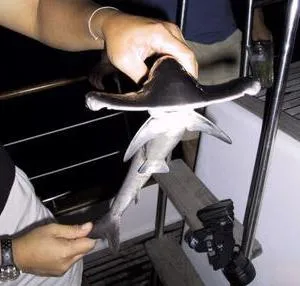Descriere Hammerhead și fapte interesante (pește ciocan Hammerhead pește fotografie pește ciocan fapte interesante) Descriere Hammerhead și fapte interesante