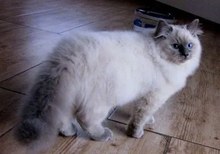 fotografie pisică Ragdoll, video, despre rasa, caracterul, sănătatea