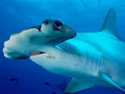 Descriere Hammerhead și fapte interesante (pește ciocan Hammerhead pește fotografie pește ciocan fapte interesante) Descriere Hammerhead și fapte interesante