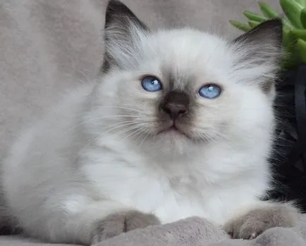 fotografie pisică Ragdoll, video, despre rasa, caracterul, sănătatea