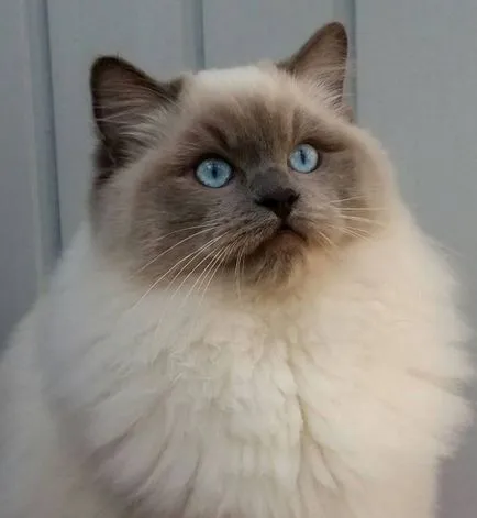 fotografie pisică Ragdoll, video, despre rasa, caracterul, sănătatea
