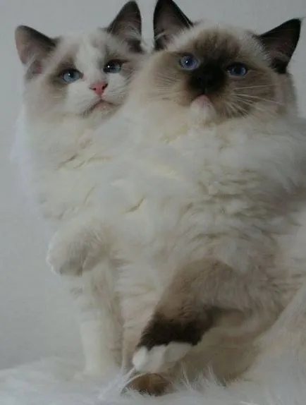 fotografie pisică Ragdoll, video, despre rasa, caracterul, sănătatea