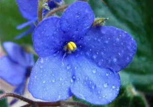 Plante Violet locul nașterii, locul de violet (viola)