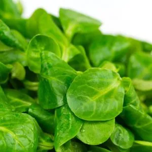 Salata de rădăcină proprietăți utile și calorii, alimente și sănătate (frunze) salata de porumb și proprietăți utile de caloric, produse alimentare și de sănătate