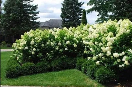 plantare hortensie Garden și de îngrijire în câmp deschis