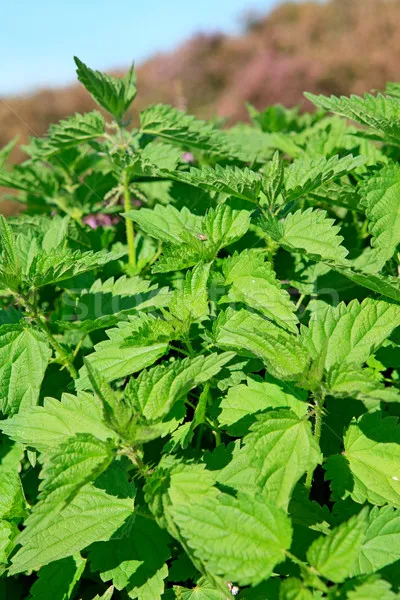 Ierburi și ceaiuri de plante de la pierderea parului la femei
