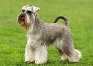 Cele mai bune rase de caini sunt de marime medie, cu imagini și nume